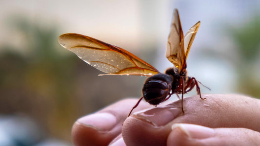 Cultura y naturaleza: cómo la biodiversidad moldea nuestras tradiciones