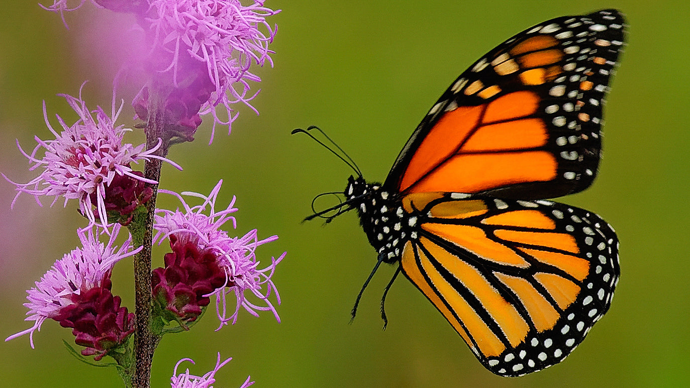 Mariposa Monarca
