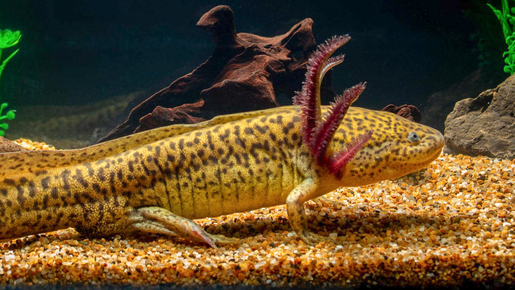 Ajolote Tarahumara