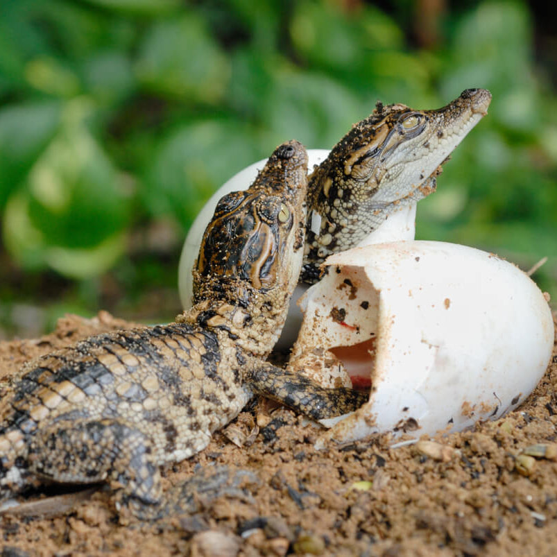 Dato curioso de cocodrilo