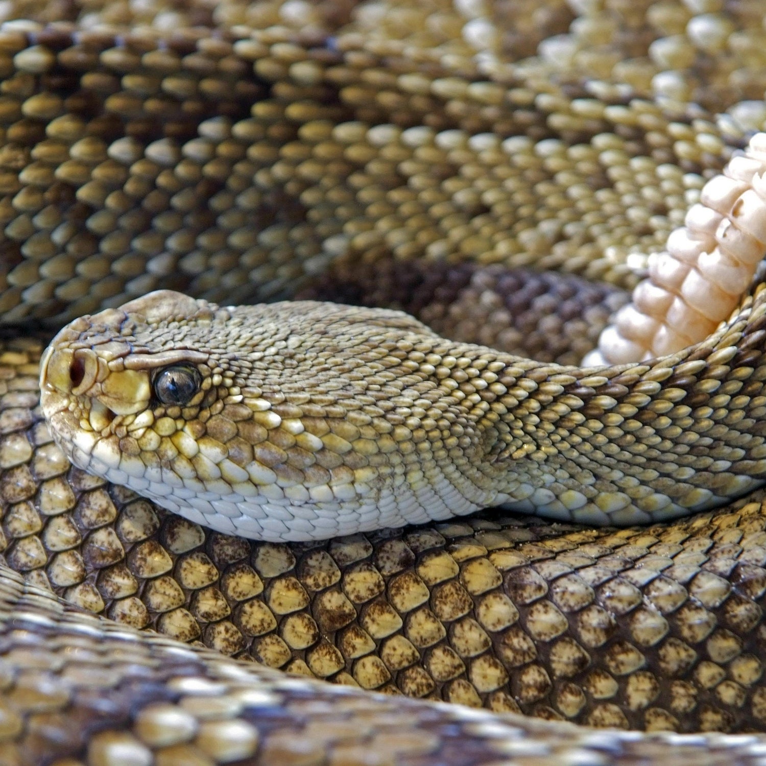 Dato curioso de serpiente cascabel