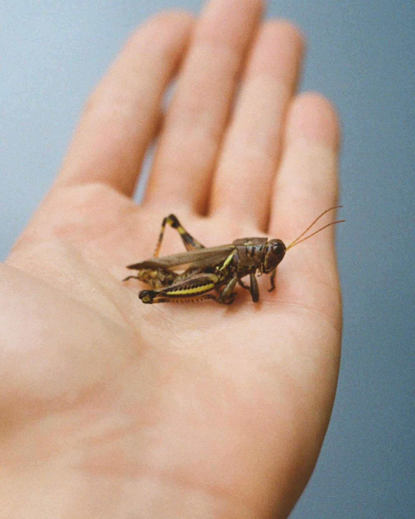 foto chapulin