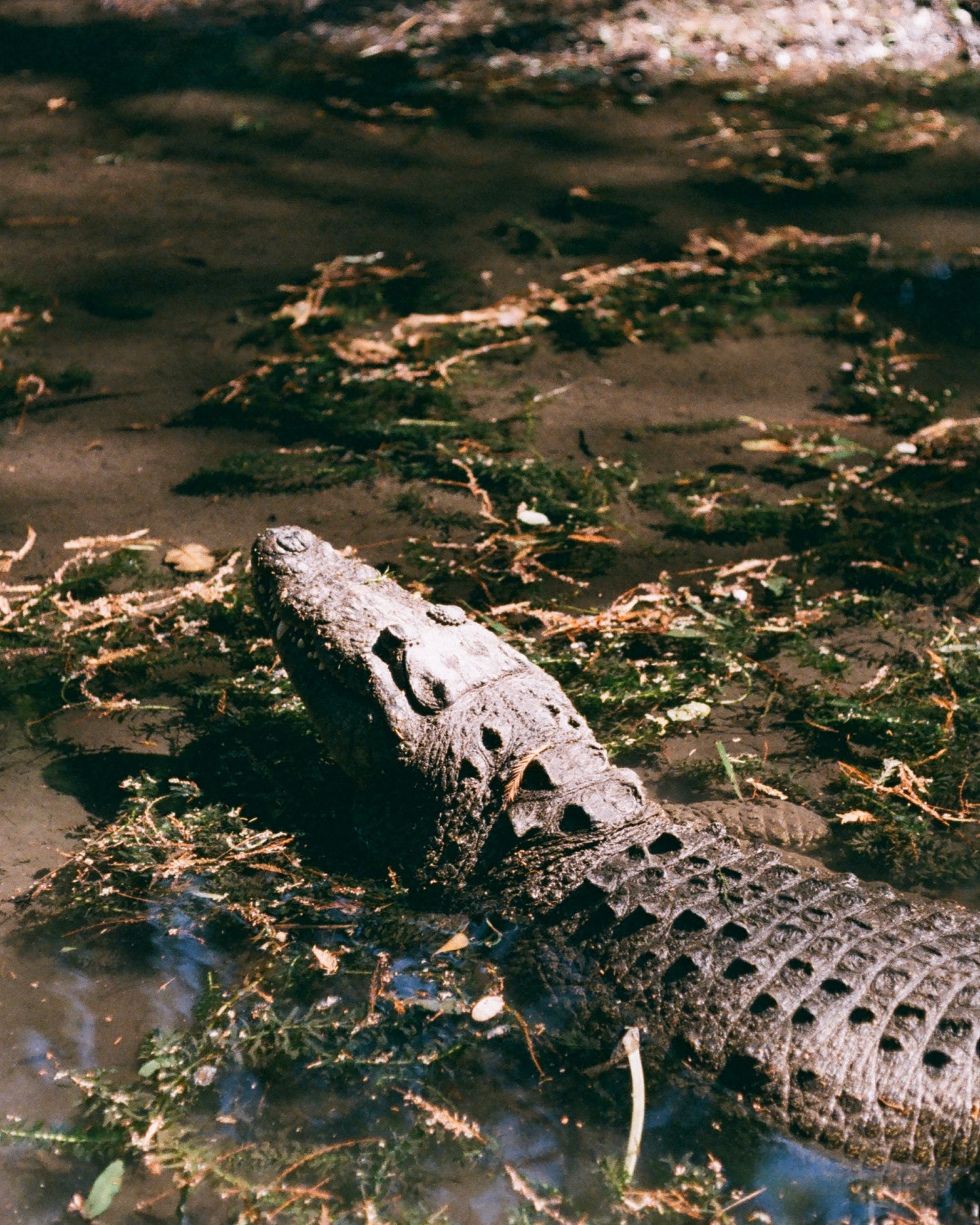 foto cocodrilo
