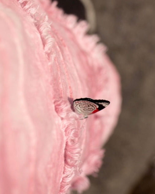 foto mariposa 88