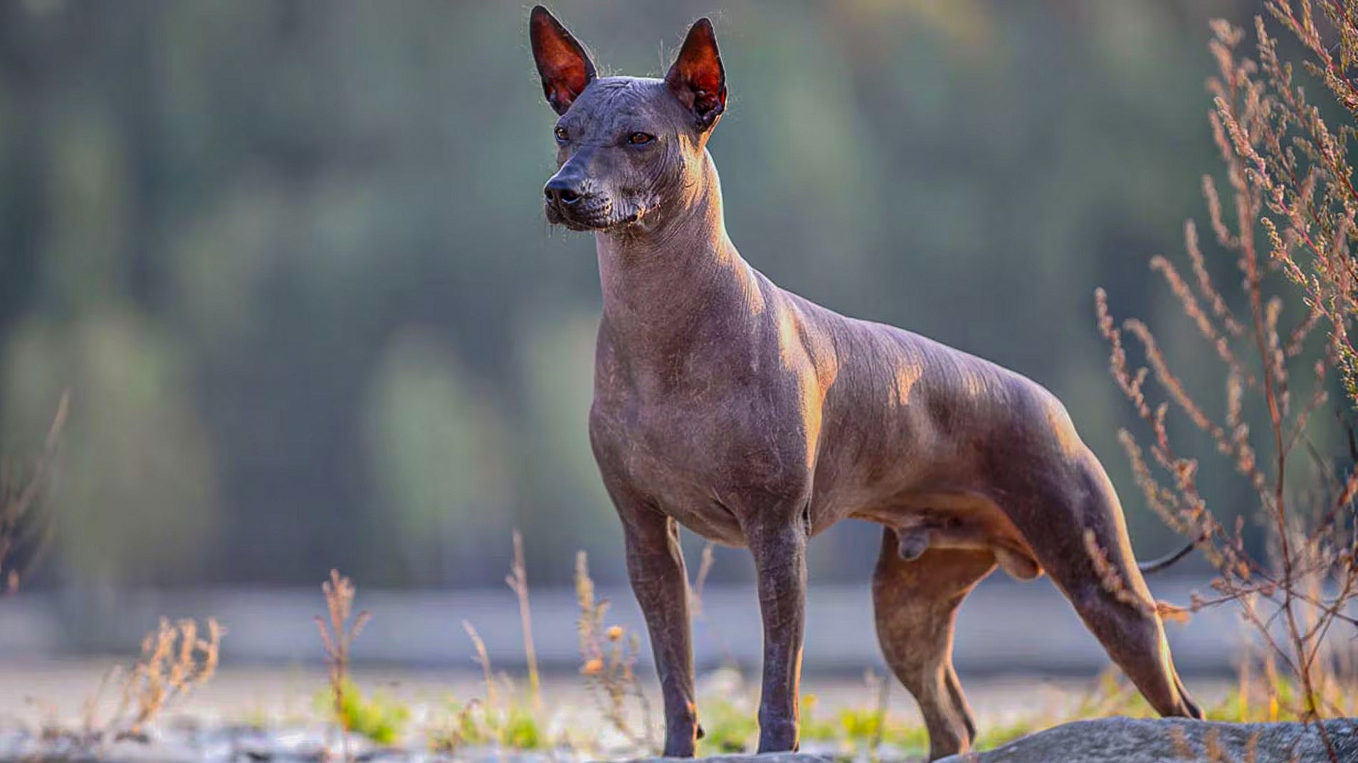 Perro Xoloitzcuintle