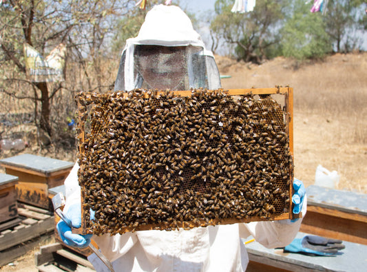 De las abejas, al panal y a la miel