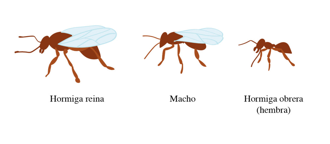 Hormigas de San Juan: vuelo nupcial, ecosistema y conservación