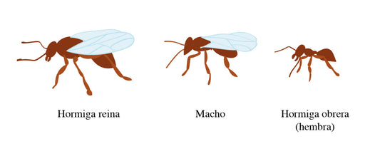 Hormigas de San Juan: vuelo nupcial, ecosistema y conservación