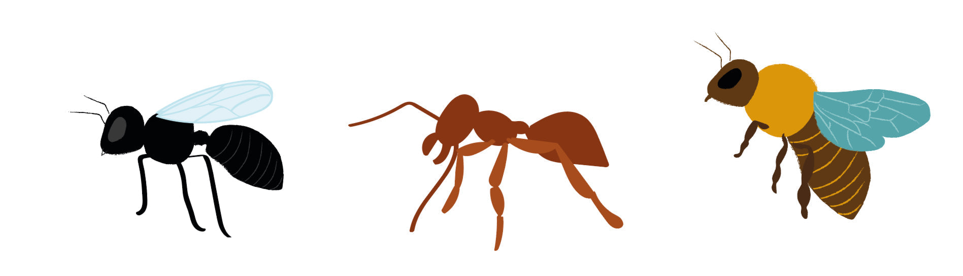 Origin of ants: evolution from wasps and their organization – Mairos Pachi