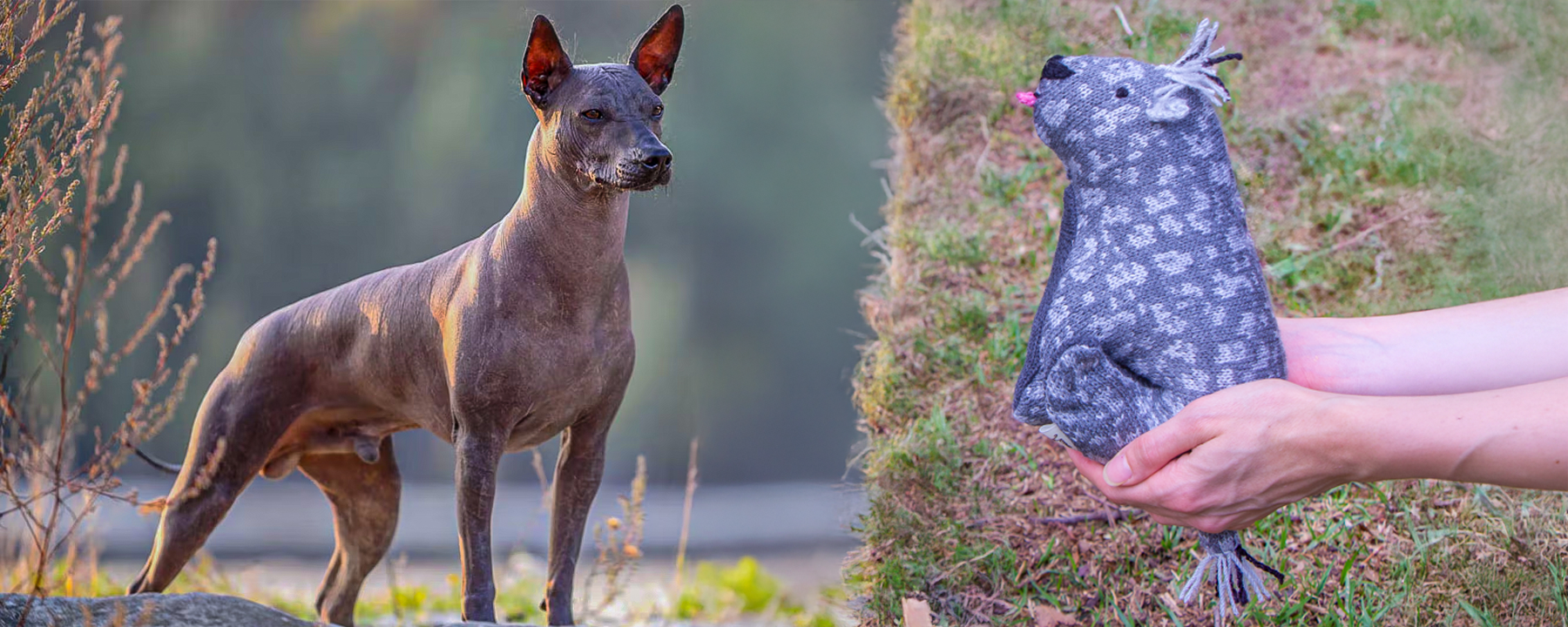 Comparativo de Peluche Xolo