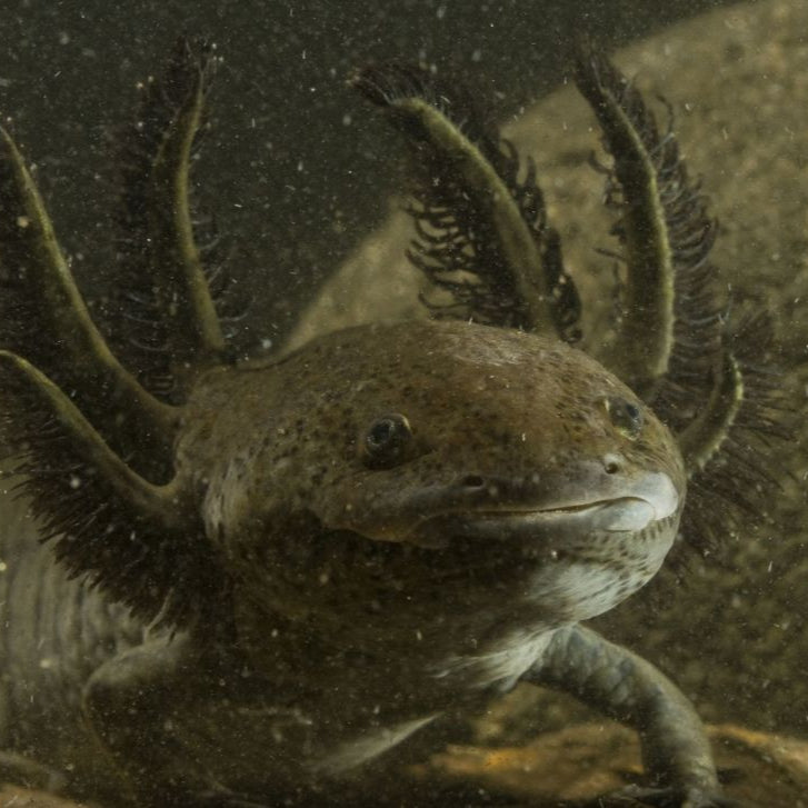 Habitat de Ajolote