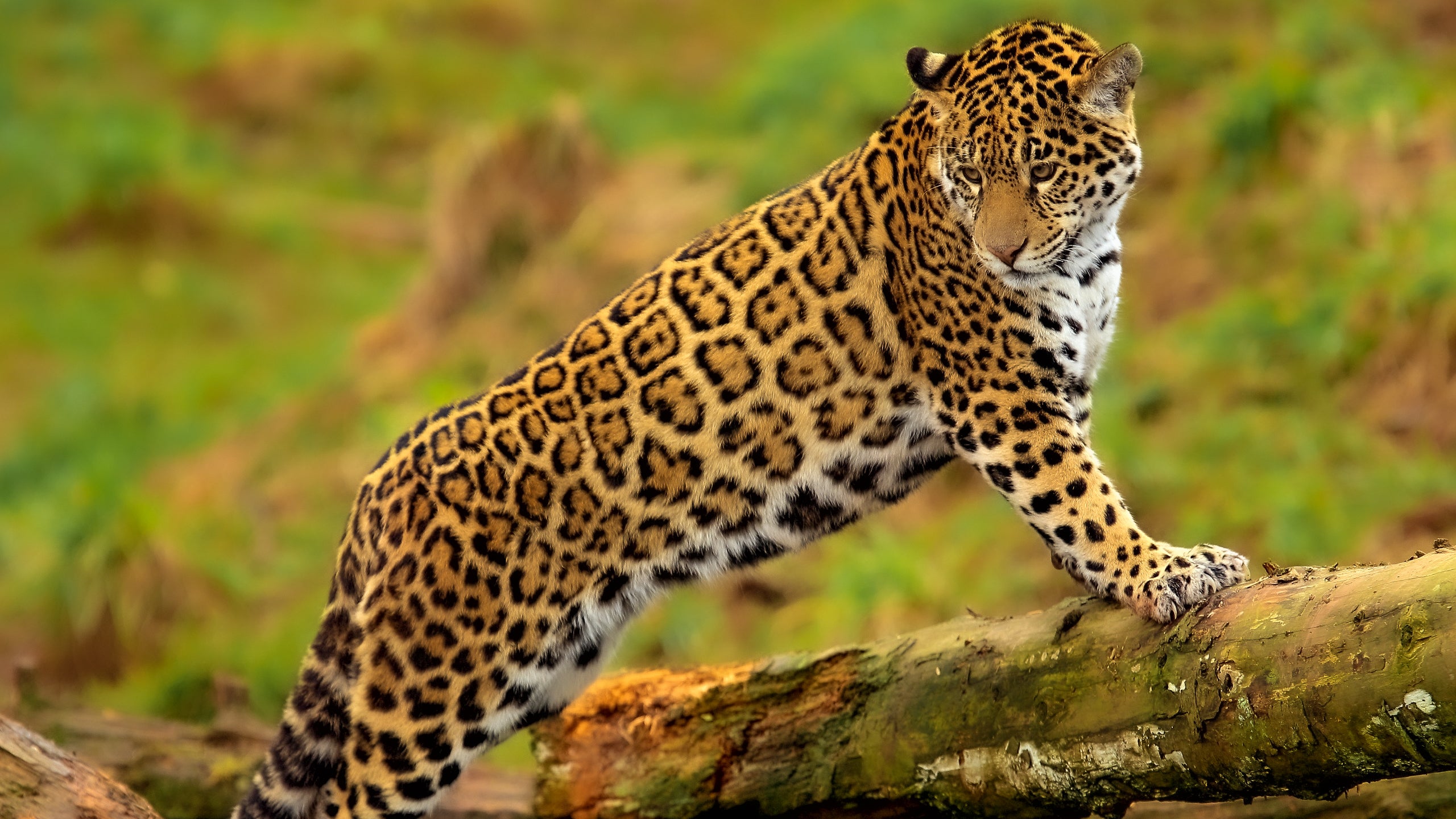 Jaguar mexicano
