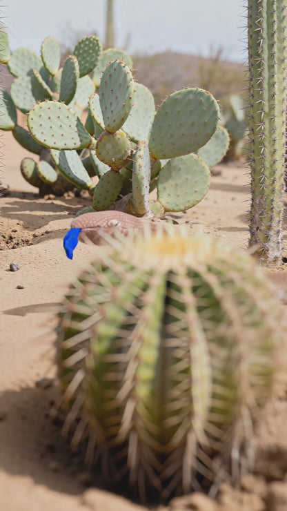 Stuffed Snake Coffee